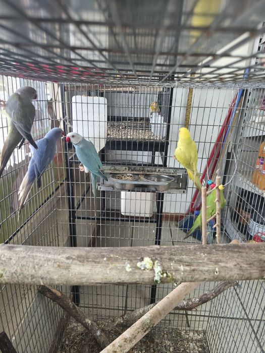 Ring  necks, kakarikis...