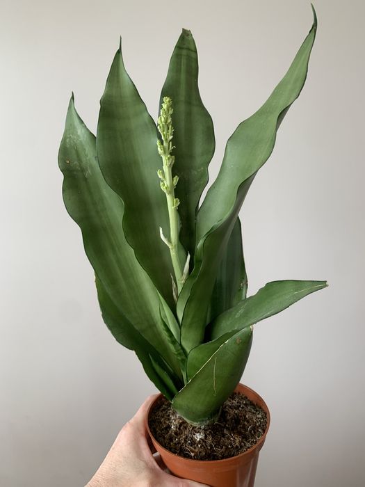 Sansevieria kwitnąca.