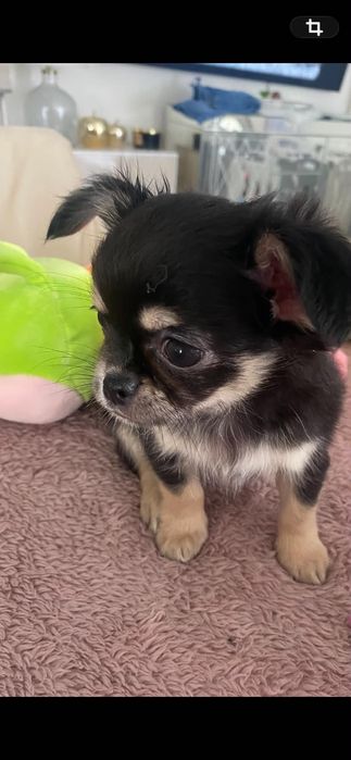 Chihuahua szczeniaki z rodowodem