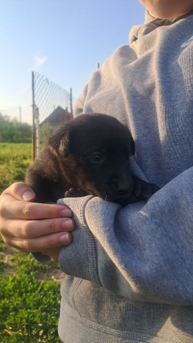 Віддам цуценнят безкоштовно!