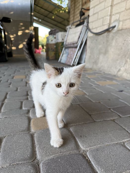 Кошенята в добрі руки