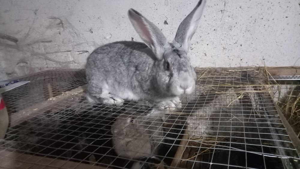 Продам молоді  кролички  ціна 180 грн   1 кг