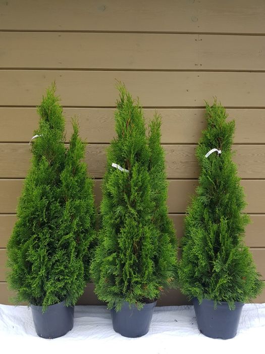 thuja tuja smaragd szmaragd 120 cm grunt