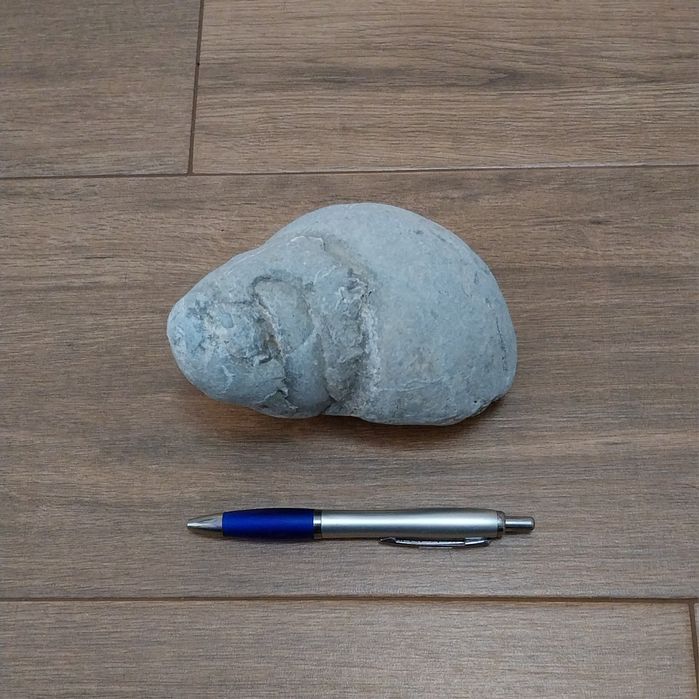 Fóssil de gasterópode do Jurássico Superior (145/163 Milhões de anos)