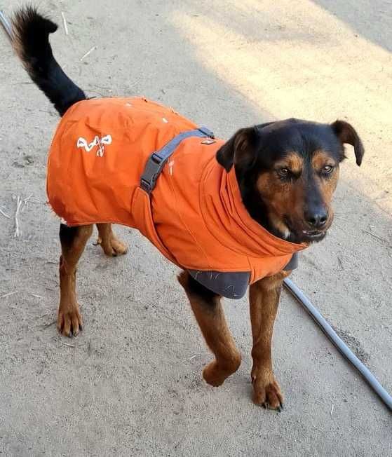 Piękność w typie gończy