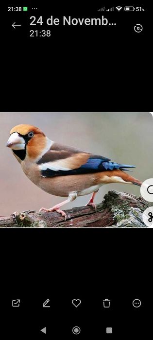 Tenho alguns pássaros para vender deste.