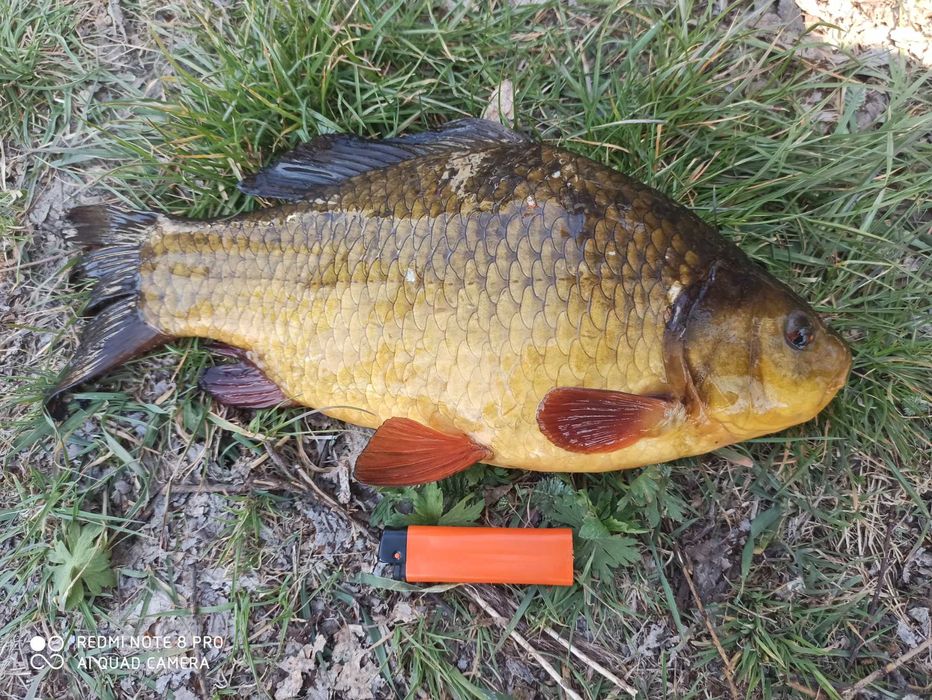 Карась золотий жовтий круглий золотой [з власної водойми для штучного}