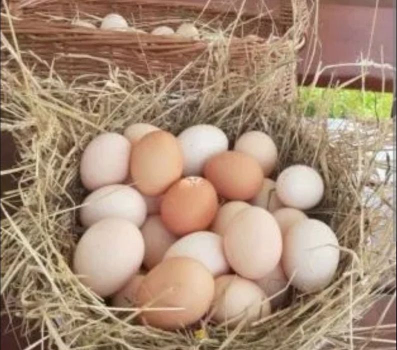 Jajka swojskie Dowóz 1.20zl