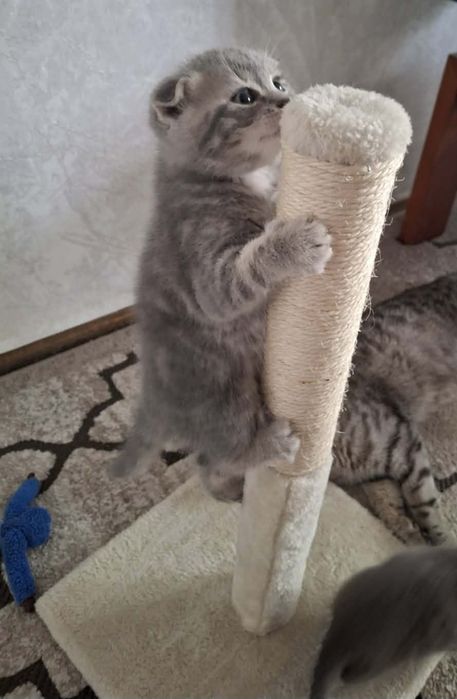 Продам кошеня проди Scottish Fold