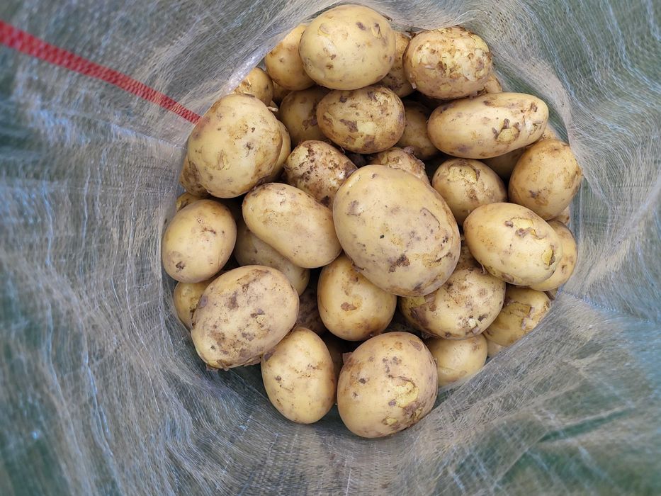 Świeże ziemniaki - 5 kg