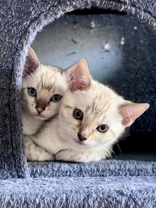 Gatinho bengal cor seal snow olhos azuis cLOP e vacinas