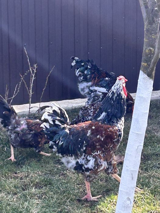 Продам ія лівенська ситцева