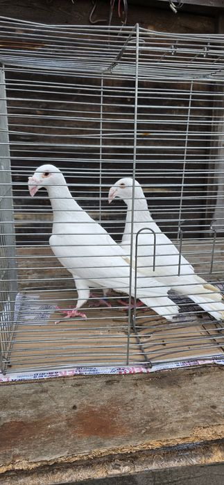 Gołębie rzeszowskie