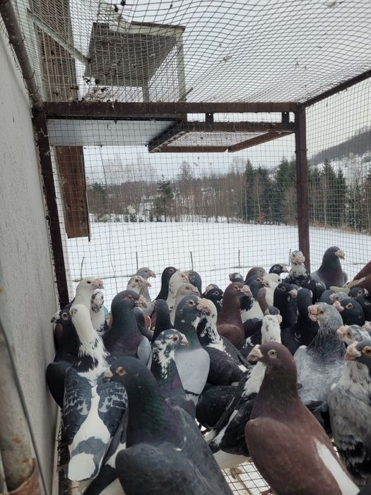 Gołębie staropolskie