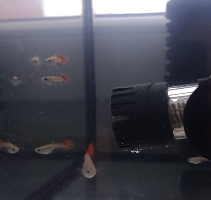 Młode gupiki na sprzedaż / 5 zł szt.