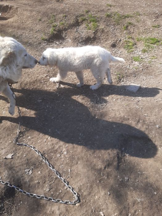 Кувас. Цуценя. Кобель.