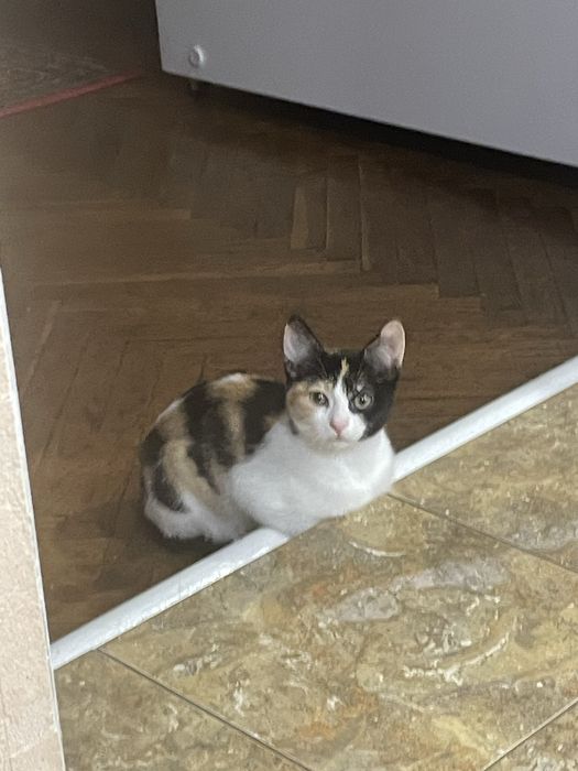 Грайлива дівчинка шукає дім