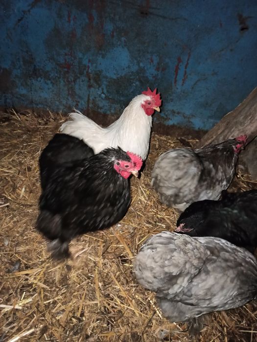 Sprzedam kurki kochin miniaturka!