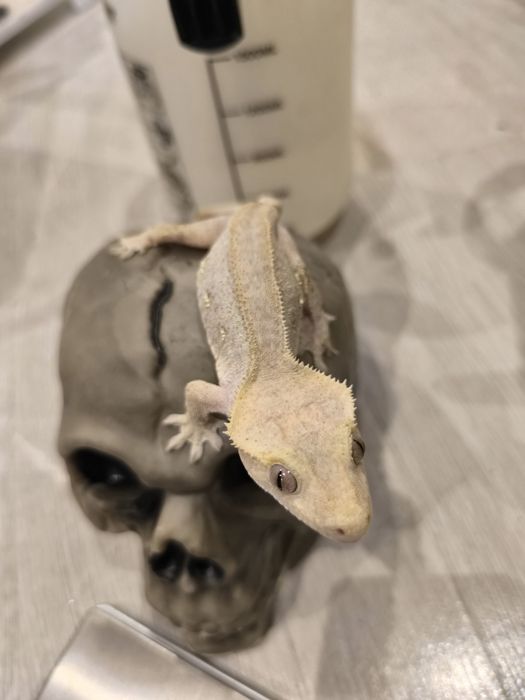 Samica Red gekon orzęsiony