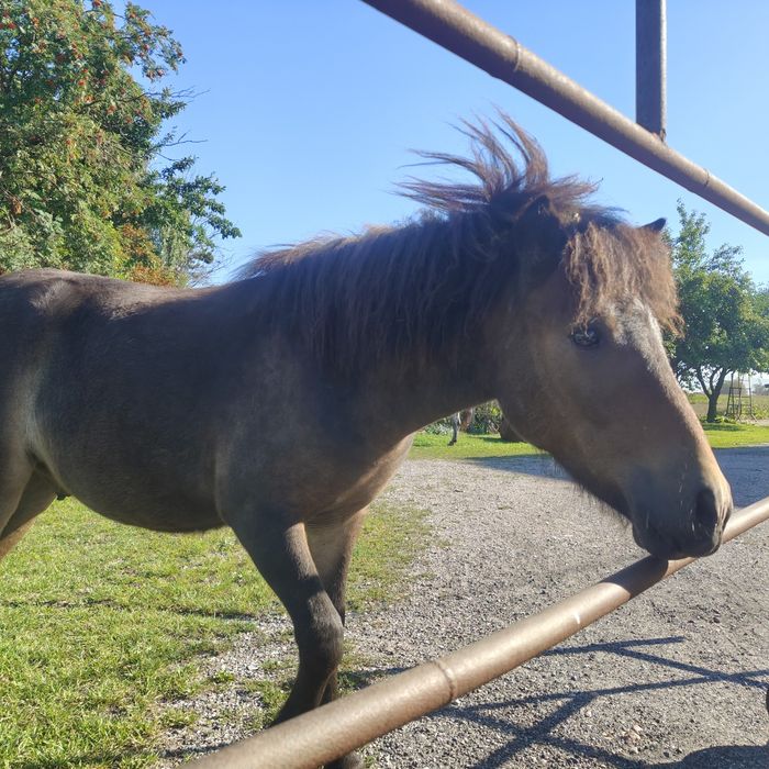 Kucyk koń źrebak roczny