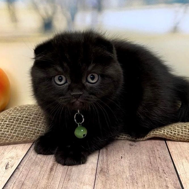 Шотландські висловухі