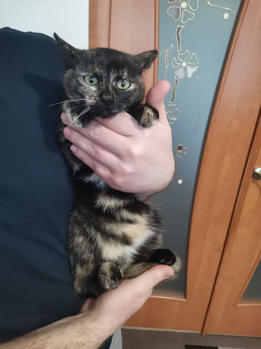 Киці шукають новий дім