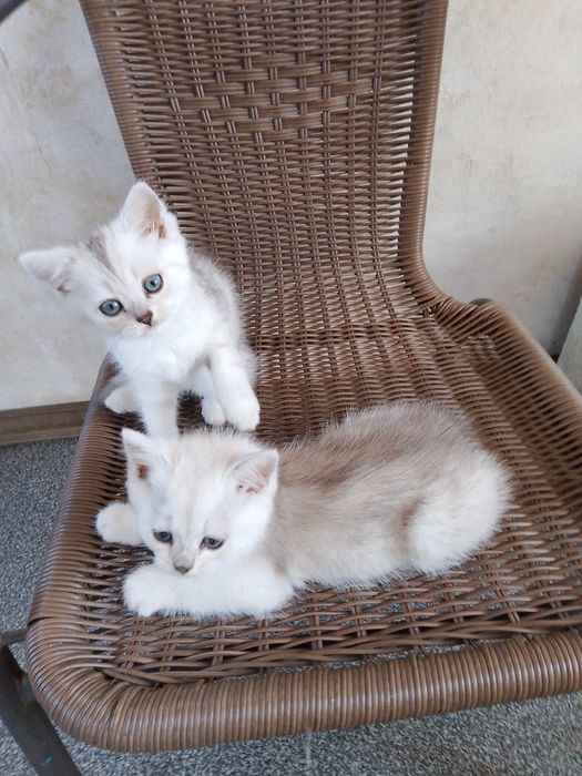 Продам британських котят 2 месяца