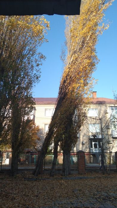 Обрезка деревьев и спил под корень