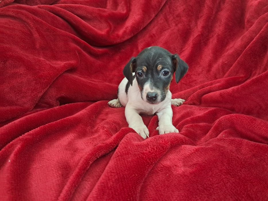 Jack russel fantastico