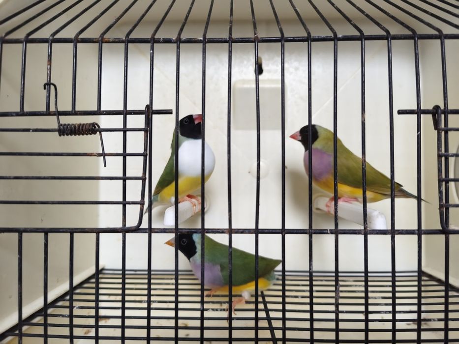 Casais diamante gould