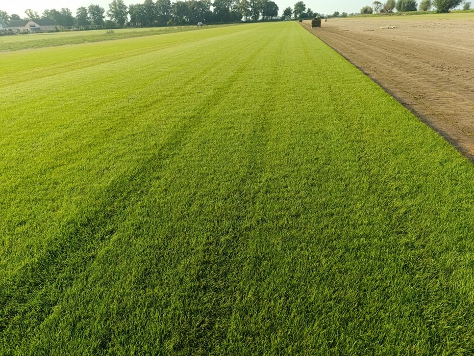 Trawa z rolki/Trawa Ogrodowa