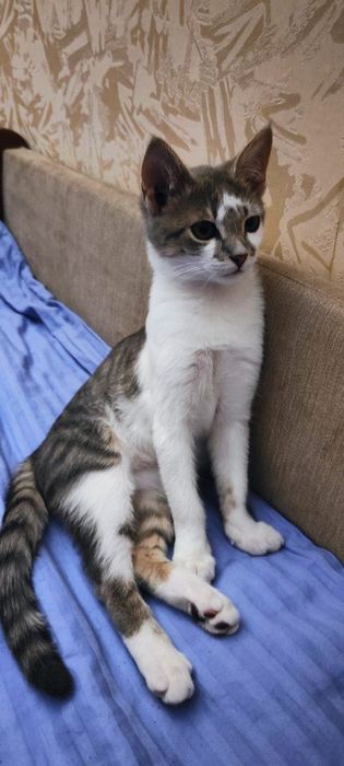 Кошеня Батон 3 міс