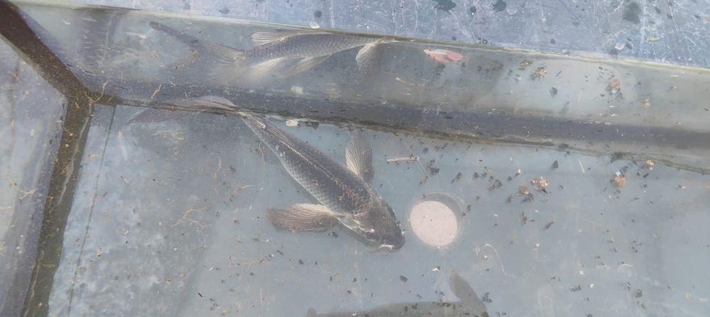 Carpa koi preta e dourada