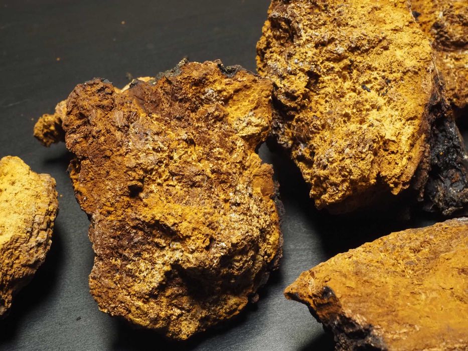 Błyskoporek podkorowy  [czaga, chaga] - duże, suszone kawałki