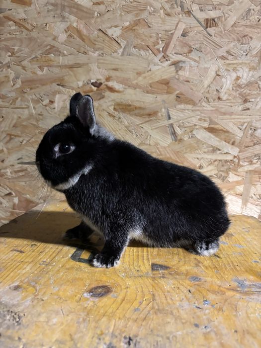 Karzelek Podbielany Czarny