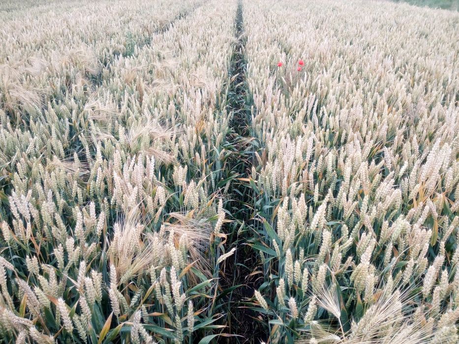 Pallas, Bilanz , Buldożer