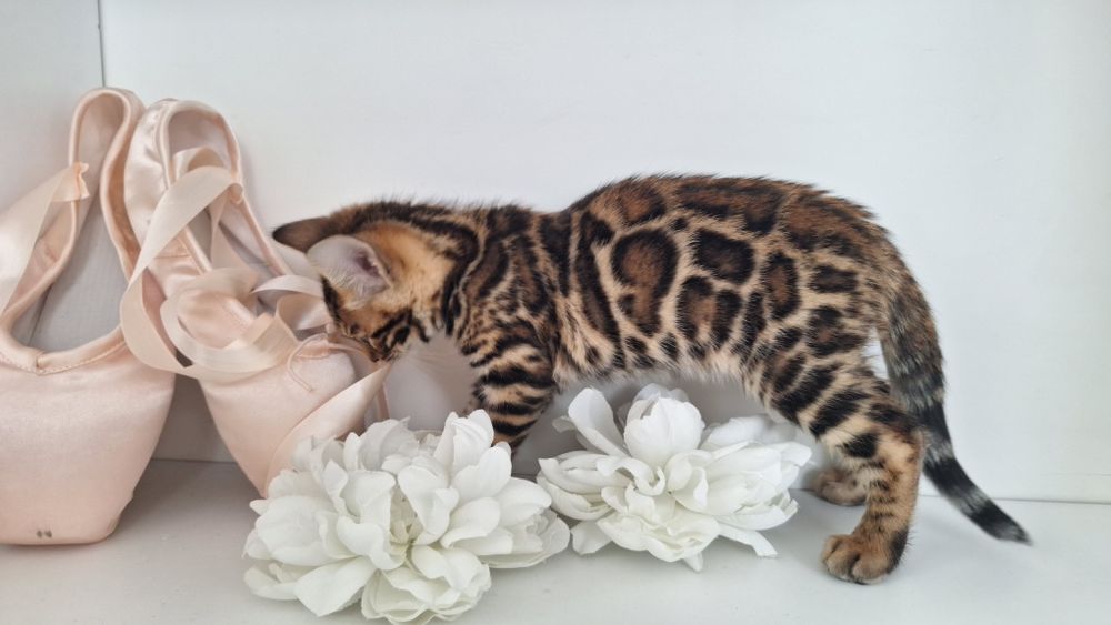 Шикарна золота дівчинка