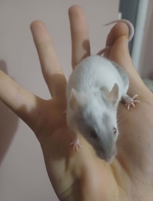 Oddam samiczki myszy