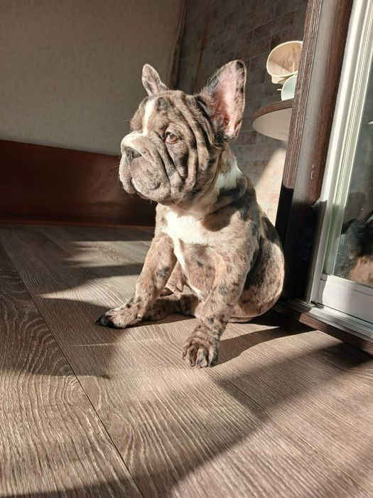 Красуня девчуля французский бульдог