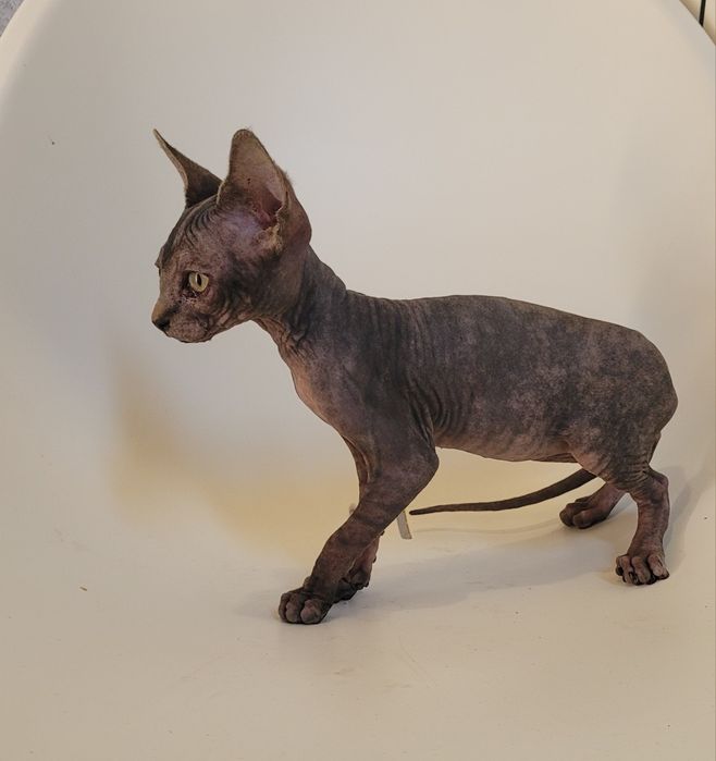 Gatinha sphynx bebé