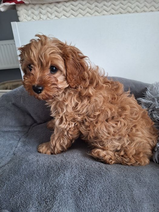 Szczeniak CAVAPOO suczka Kraków Czyżyny • OLX.pl