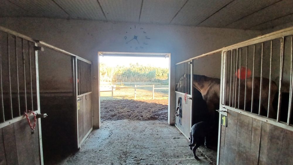 5.000 m2 a 300m do açude em Coimbra com infraestruturas para cavalos