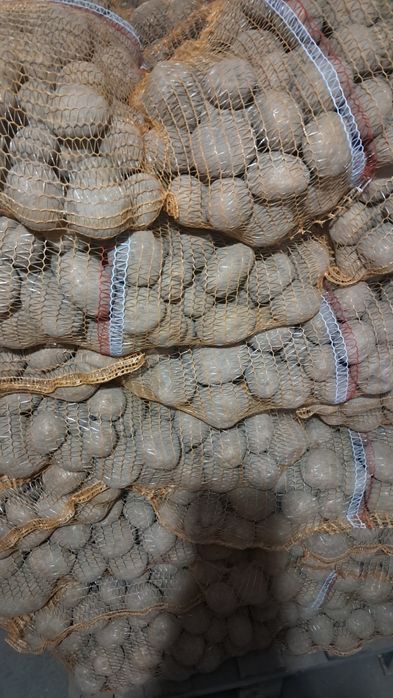 Sprzedam ziemniaki 1.60/kg