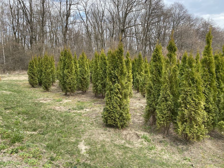 Смарагд  1,8 - 500грн 2-550грн 2,2-650 грн