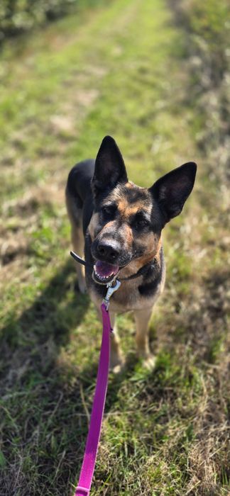 Wyjątkowa Dżina w typie owczarka