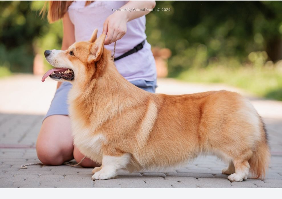 Вельш Коргі Пемброк