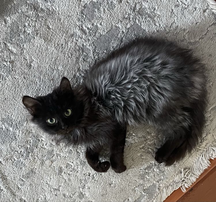 Віддам в добрі руки кішечку 7 місяців