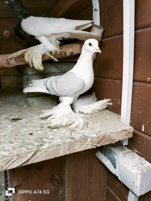 Gołębie saksońskie