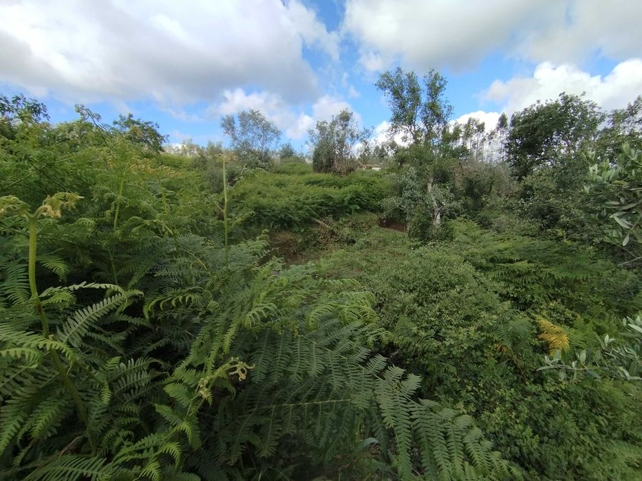 Limpeza de terreno com roçadora