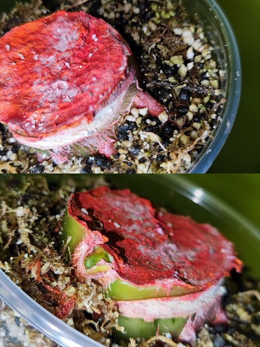 Диффенбахія Банана, Hoya burtoniae ds 70, carnosa nova ghost